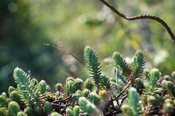 Крупный План Ветвей Selaginella Rupestris Тумане — стоковое фото