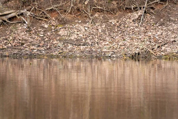 Uma Vista Panorâmica Pequeno Pássaro Pousado Perto Lago Uma Floresta — Fotografia de Stock