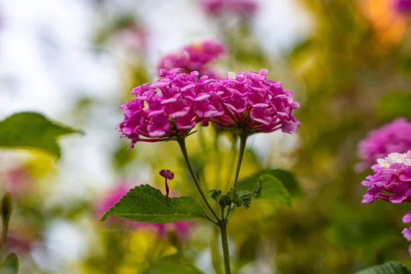 Primer Plano Flores Lantana Camara Rosa —  Fotos de Stock