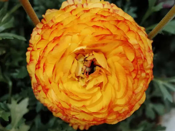 Uma Flor Buttercup Persa Alaranjada Totalmente Florescida Tiro Close — Fotografia de Stock
