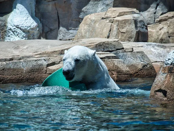 一只白熊在水里玩耍和游泳的特写镜头 — 图库照片