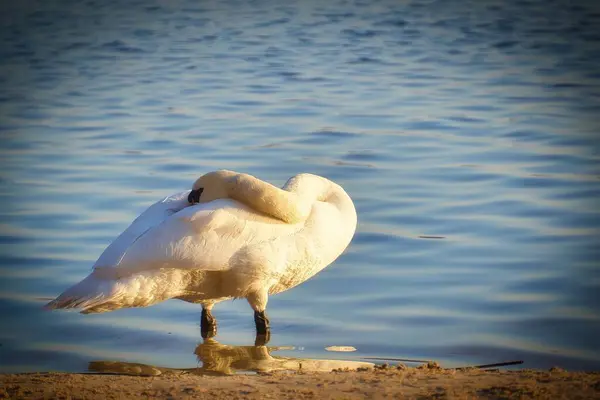 Closeup Mute Swan Resting Shore Cygnus Olor — Stock Photo, Image