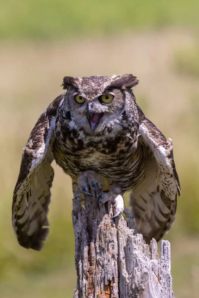 Närbild Uggla Som Förbereder Sig För Att Flyga — Stockfoto