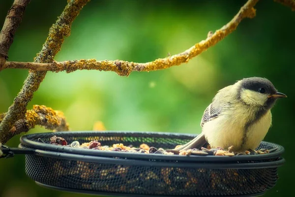 Closeup Great Tit Perched Metal Bird Feeder Full Food — Foto de Stock