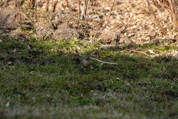 Petit Rameau Commun Entouré Verdure Plantes Dans Une Zone Rurale — Photo