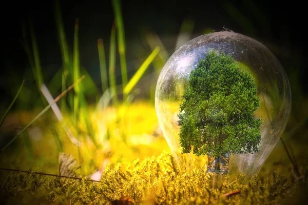 A light bulb on the grass with a tree in it