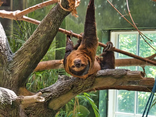 Sebuah Sloth Bertengger Pohon Kebun Binatang Kansas City Missouri Kcmo — Stok Foto