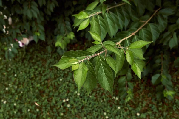 Зелене Листя Дерева Природі — стокове фото