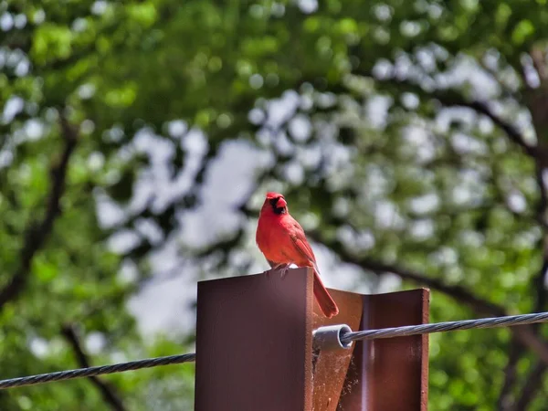Closeup Shot Red Northern Cardinal Bird — Stock Photo, Image