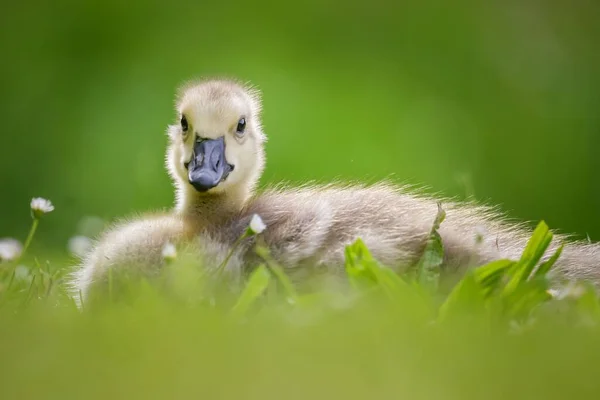 Söt Gosling Gräset — Stockfoto