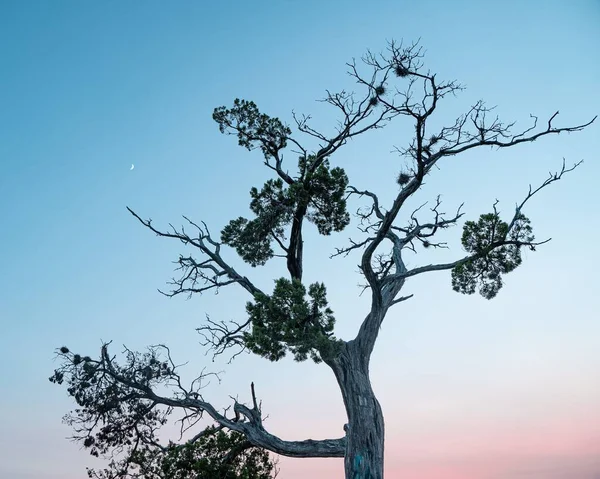 Tree Top Pennybacker Bridge Overlook Austin Crescent Moon Sky Sunset — Stock Photo, Image