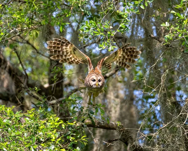 森の中を飛ぶ茶色のフクロウ — ストック写真