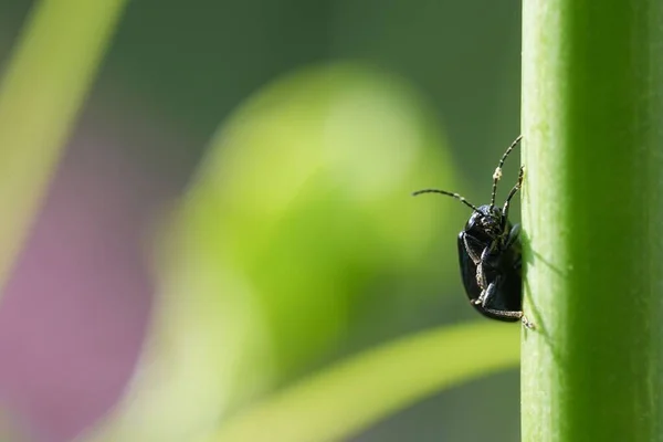 在朦胧的背景中 一只黑色甲虫栖息在绿色芦苇上的特写镜头 — 图库照片