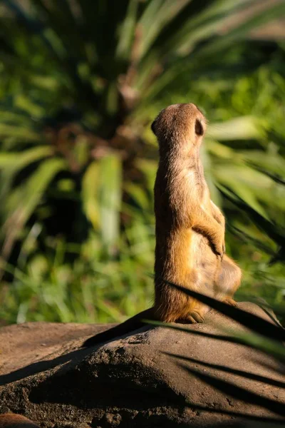 The funny animal. Close-up view from back of meerkat standing guard duty in tropical forest in sunny day