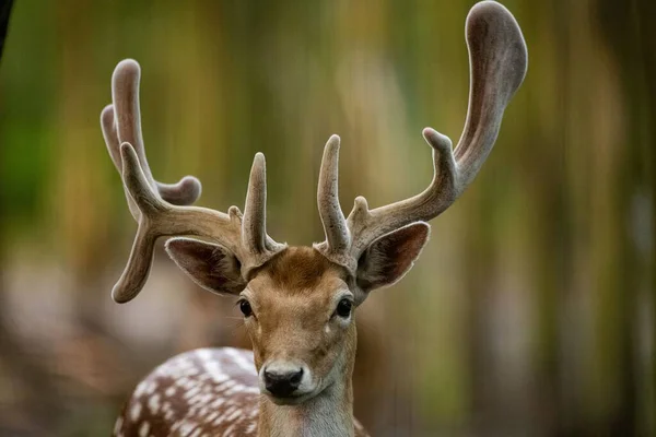 Nahaufnahme Eines Sika Hirsches Eines Zahmen Sika Hirsches Eines Zahmen — Stockfoto