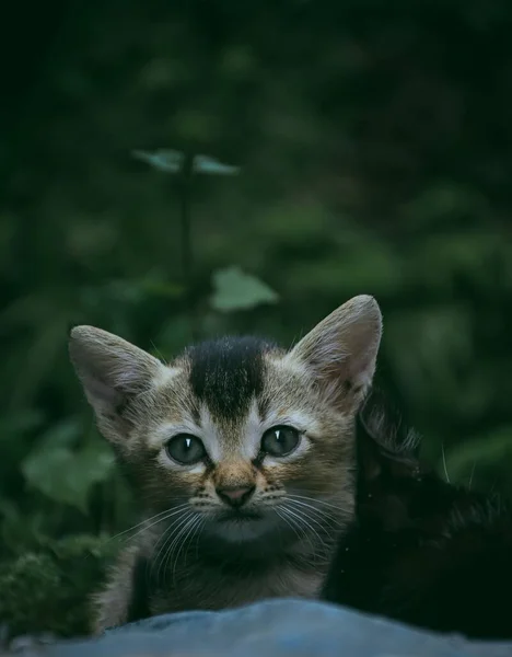 Primer Plano Lindo Gato Bebé Aislado Sobre Exuberante Fondo Verde —  Fotos de Stock