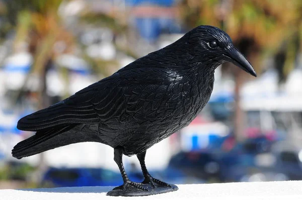 Gros Plan Une Statue Corbeau Noir Sur Mur — Photo