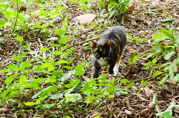 A three-colored Calico cat walking in the area with green leaves