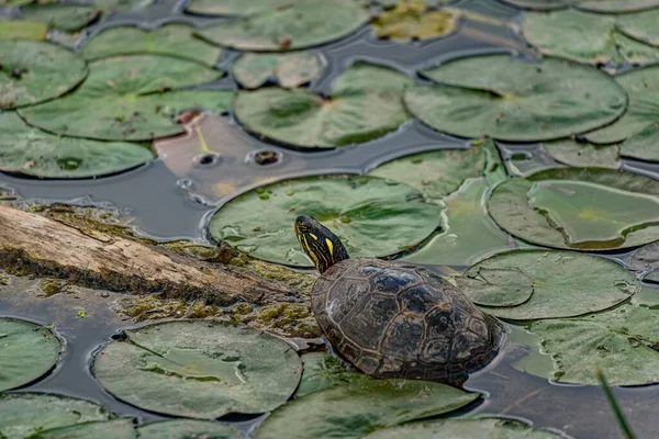 Red Eared Slider Sitting Piece Wood Lake Lily Pads Trachemys — Stock Photo, Image