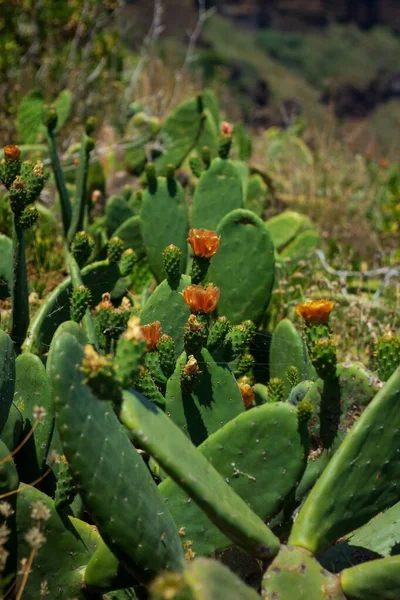 Vertikal Närbild Gröna Kaktusväxter Med Vackra Blommor — Stockfoto