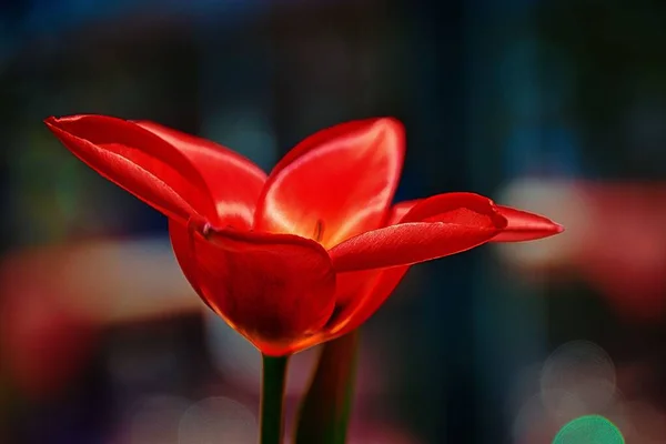 Gros Plan Une Belle Tulipe Rouge Tulipa Agenensis — Photo
