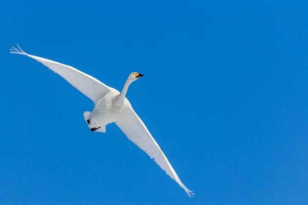 Výkřik Labutě Letící Modré Obloze — Stock fotografie