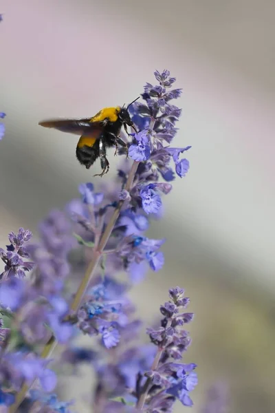 Méh Egy Lila Virágon Tavasszal — Stock Fotó