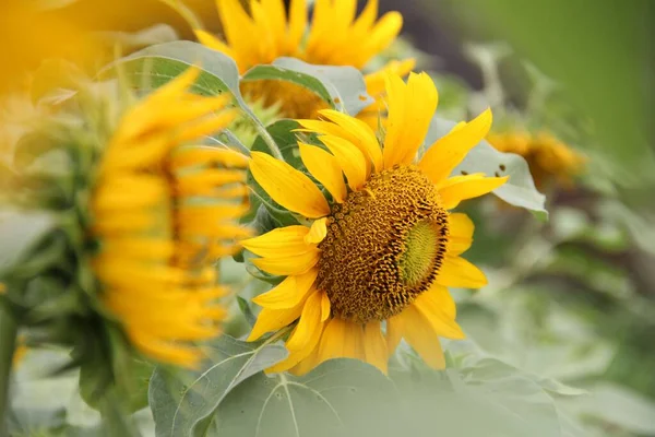 Kvetoucí Slunečnicové Rostliny Zahradě — Stock fotografie