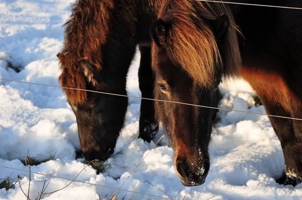 Dwa Brązowe Konie Stojące Zimą Łące — Zdjęcie stockowe