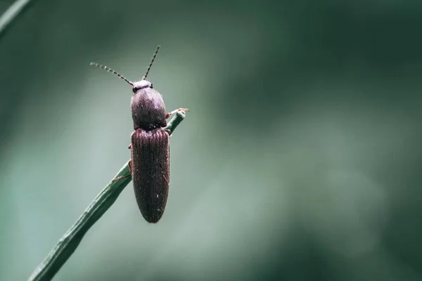 Enfoque Suave Escarabajo Clic Una Ramita Sobre Fondo Borroso — Foto de Stock