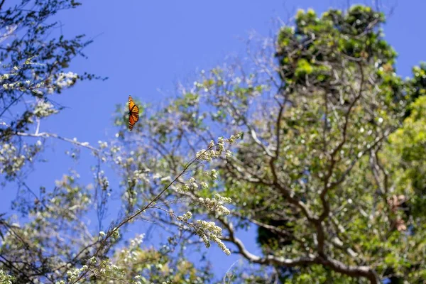 Low Angle Shot Beautiful Monarch Butterfly Flying Next Trees Blue — Stock Photo, Image