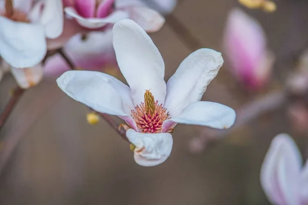 Closeup Shot White Magnolia — Stock Photo, Image