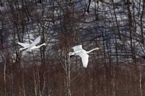 Dos Cisnes Volando Contra Bosque — Foto de Stock