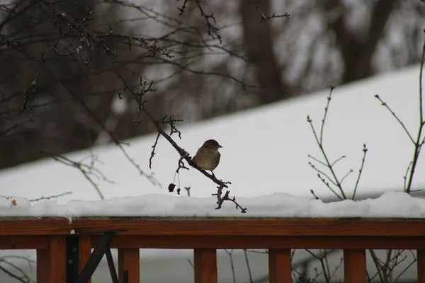 Little Sparrow Perched Tree Branch Wooden Fence Hill Covered Snow — Stock Photo, Image