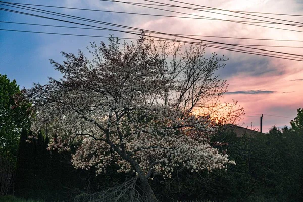 Uma Bela Árvore Flor Cereja Contra Céu Pôr Sol — Fotografia de Stock