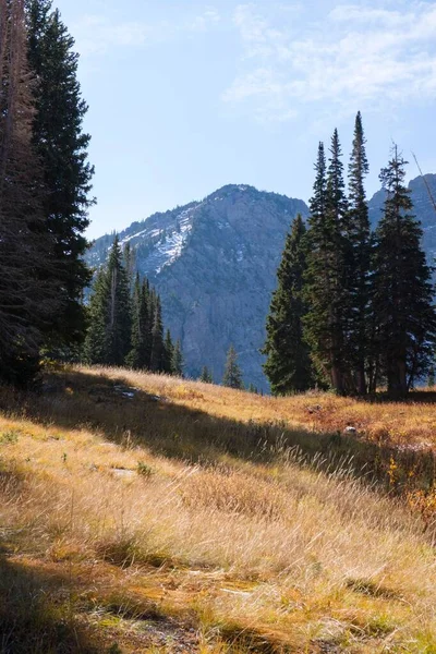 Güneşli bir günde dağların zirvesinde kurumuş çimenler ve köknar.