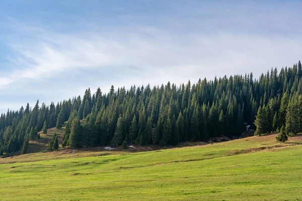 Ein Hochland Feld Mit Bäumen Hintergrund Einem Sonnigen Tag — Stockfoto