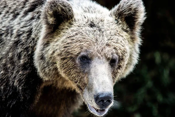 Zdjęcie Niedźwiedzia Bliska — Zdjęcie stockowe