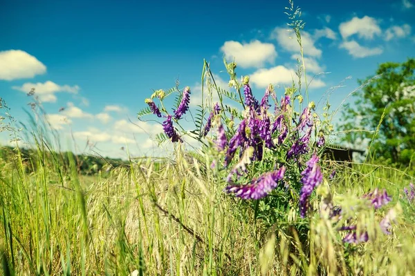 Enfoque Selectivo Veza Copetudo Vicia Cracca Campo — Foto de Stock