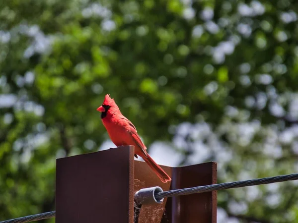 Крупный План Красной Птицы Северного Кардинала — стоковое фото