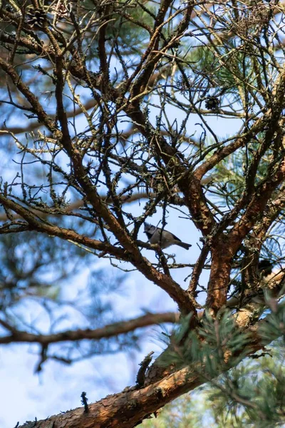 A vertical shot of a European crested tit perched on a pine tree branch in a blue sky background