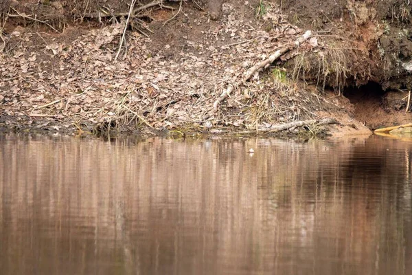 Una Vista Panorámica Pequeño Pájaro Posado Cerca Del Lago Bosque — Foto de Stock