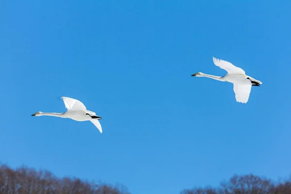 Due Cigni Piagnucolosi Che Volano Nel Cielo Blu — Foto Stock