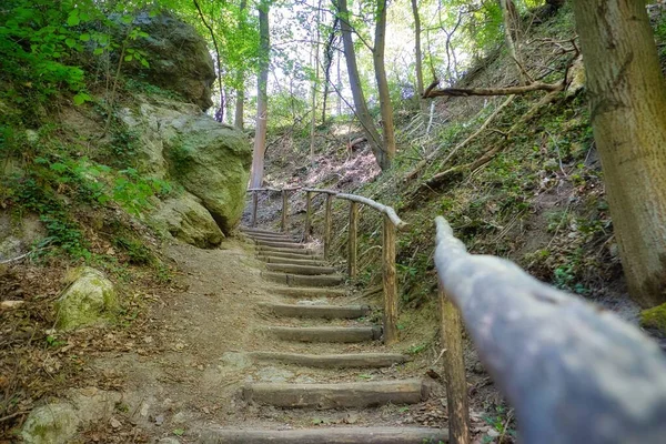 Stairway Made Tree Trunks Forest — Stock Photo, Image