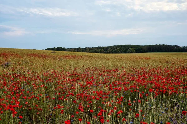 Vahşi gelincik ve Anchusa çiçekleriyle dolu bir tarla.