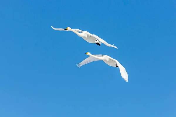 Zwei Singschwäne Fliegen Einen Blauen Himmel — Stockfoto