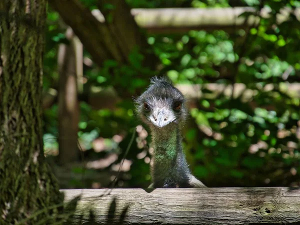 Closeup Shot Cassowary Nature — Stock Photo, Image