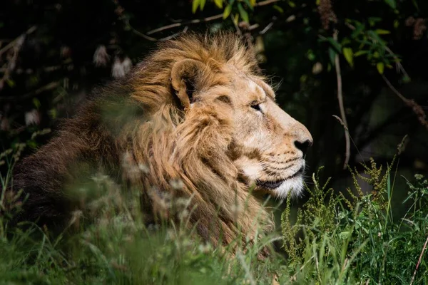 一只狮子在自然界中的特写镜头 — 图库照片