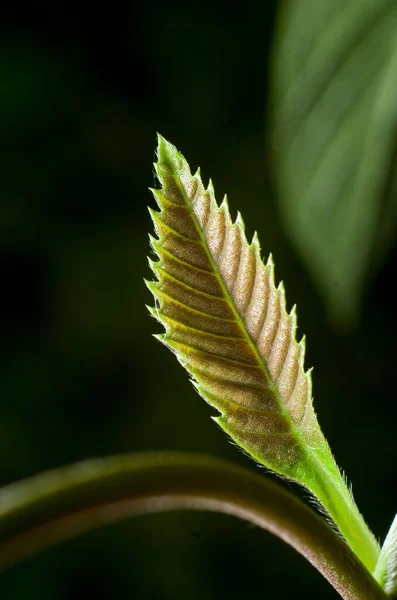 Enfoque Selectivo Vertical Hoja Planta Tropical Verde Marrón Sobre Fondo —  Fotos de Stock