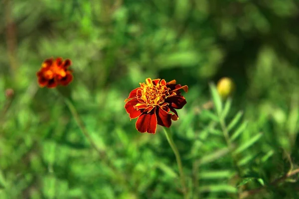 Detailní Záběr Květinu Taget — Stock fotografie